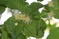 Syzygium samarangense